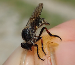 Leptarthrus brevirostris