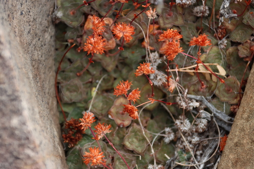Image of Crassula montana by (c) Tony Rebelo, some rights reserved (CC BY-SA)