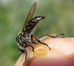 Leptarthrus brevirostris