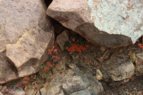 Image of Crassula montana by (c) Tony Rebelo, some rights reserved (CC BY-SA)