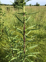 Liatris novae-angliae