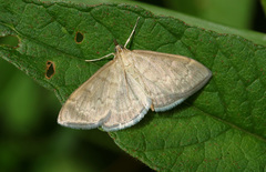 Anania fuscalis