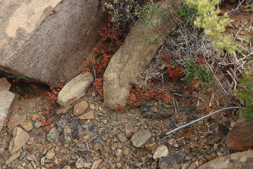 Image of Crassula montana by (c) Tony Rebelo, some rights reserved (CC BY-SA)