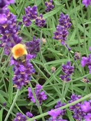 Bombus muscorum