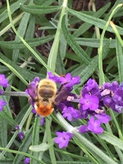 Bombus muscorum