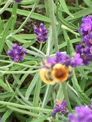 Bombus muscorum