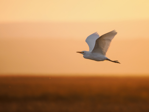 Western Cattle-Egret, photo 10 of 10