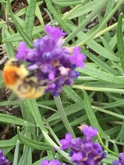 Bombus muscorum
