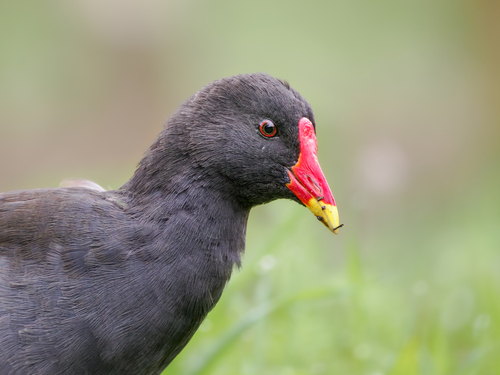 Gallinule poule-d'eau