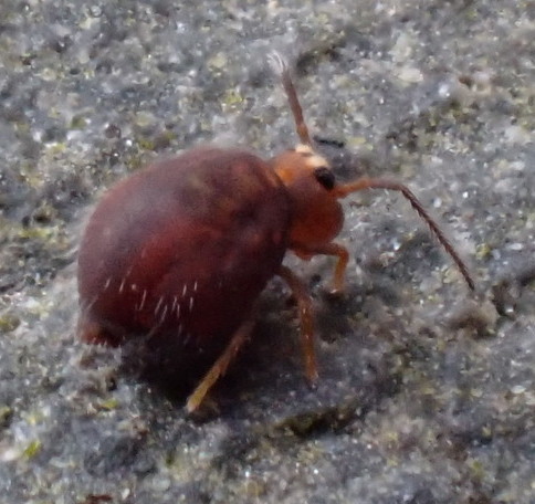 Polykatianna sminthurina
