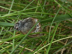 Coenonympha gardetta