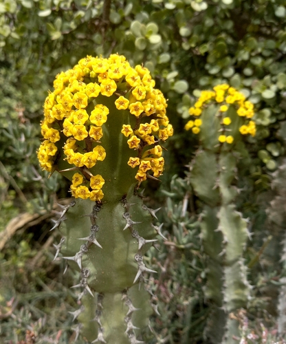 Euphorbia radyeri, photograph 6