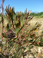 Leucadendron flexuosum