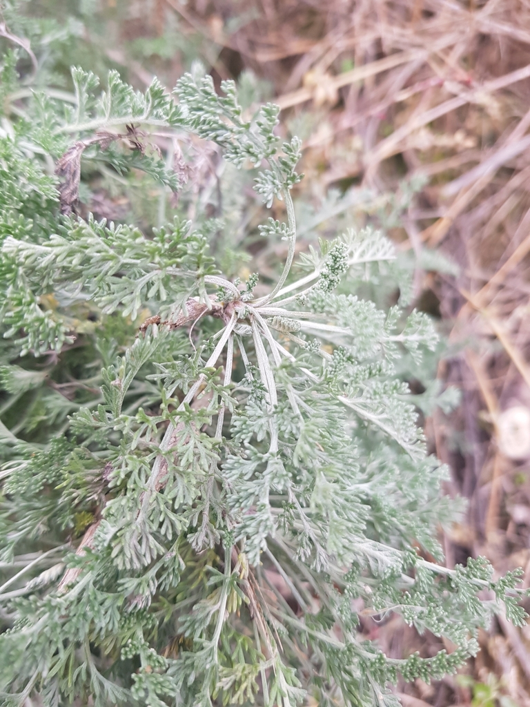 Artemisia tianschanica