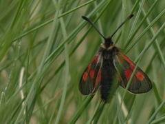 Zygaena exulans
