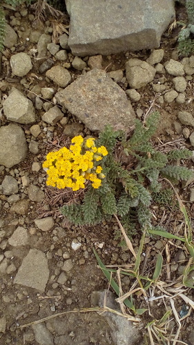 rebríček túžobníkový (Achillea filipendulina)