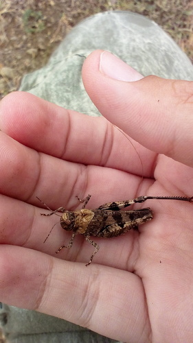 koník konský (Celes variabilis)