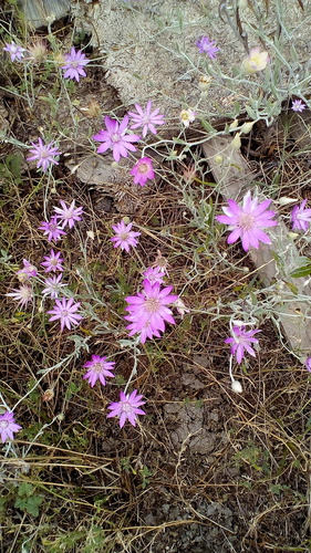 suchokvet ročný (Xeranthemum annuum)