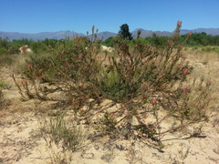 Leucadendron flexuosum