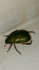 Anomala albopilosa
