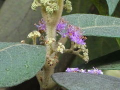 Callicarpa tomentosa