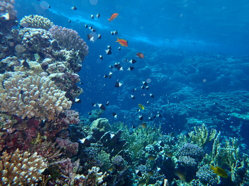 Red Sea Half-and-half Chromis — seen at this dive site