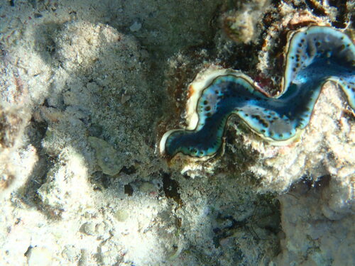 Small Giant Clam — seen at this dive site