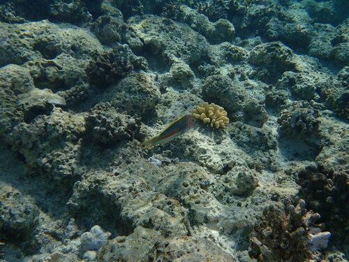 Klunzinger's Wrasse — seen at this dive site