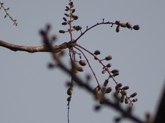 Lannea coromandelica