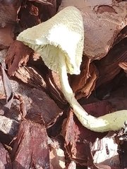 Leucocoprinus birnbaumii image