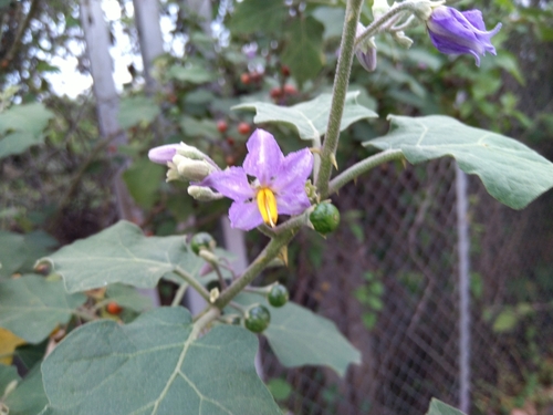 Image of Solanum violaceum by (c) Ramnarayan K, some rights reserved (CC BY)