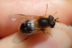 Epistrophe leiophthalma