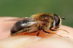 Epistrophe leiophthalma