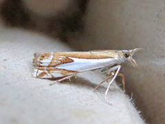 Crambus bidens