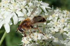 Epistrophe leiophthalma