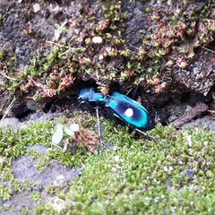 Pseudoxycheila tarsalis