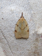 Cenopis pettitana