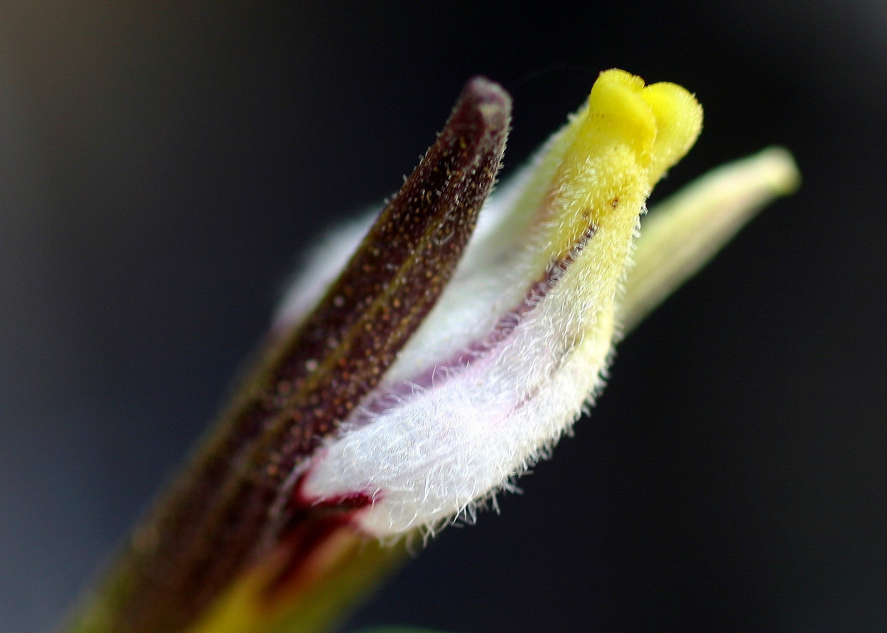 Cordylanthus tenuis ssp. brunneus