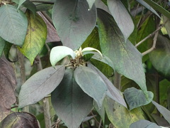 Callicarpa tomentosa