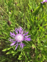 Centaurea