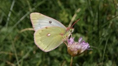 Colias phicomone