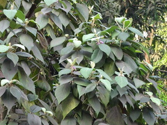 Callicarpa tomentosa