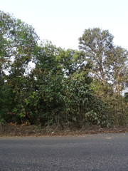 Callicarpa tomentosa
