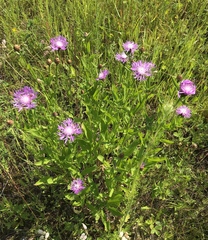 Centaurea