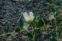 Capparis spinosa herbacea
