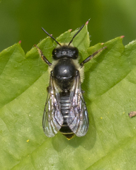 Megachile relativa