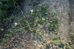 Capparis spinosa herbacea