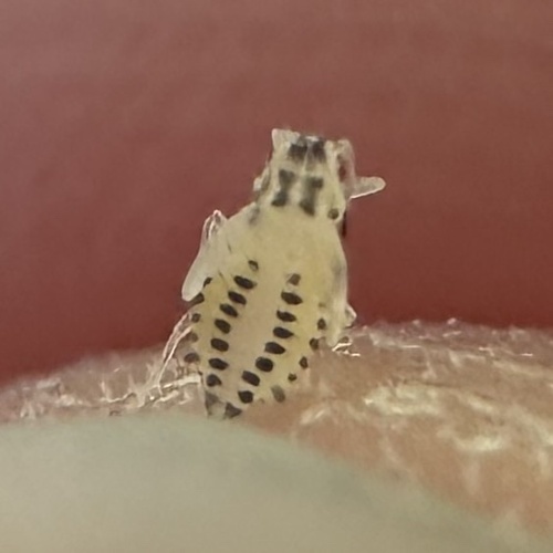Lime Leaf Aphid photo 3