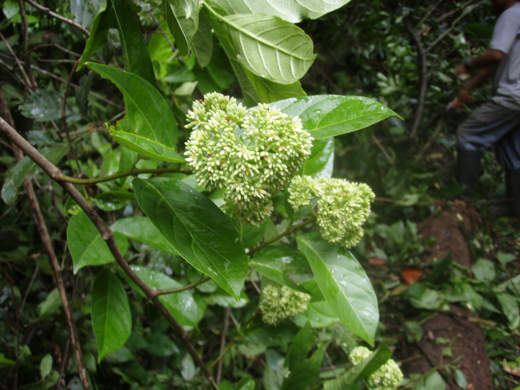 Forsteronia myriantha