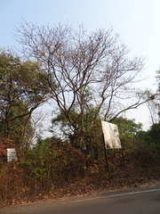 Lannea coromandelica